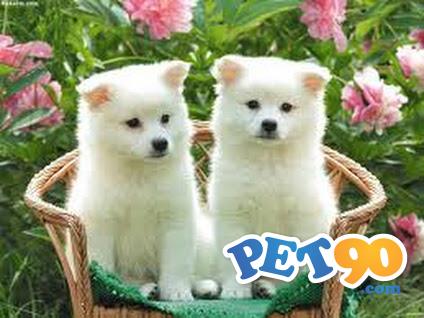 Belos Filhotes de Akita Inu