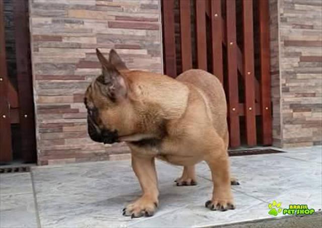 Excelente Macho Jovem