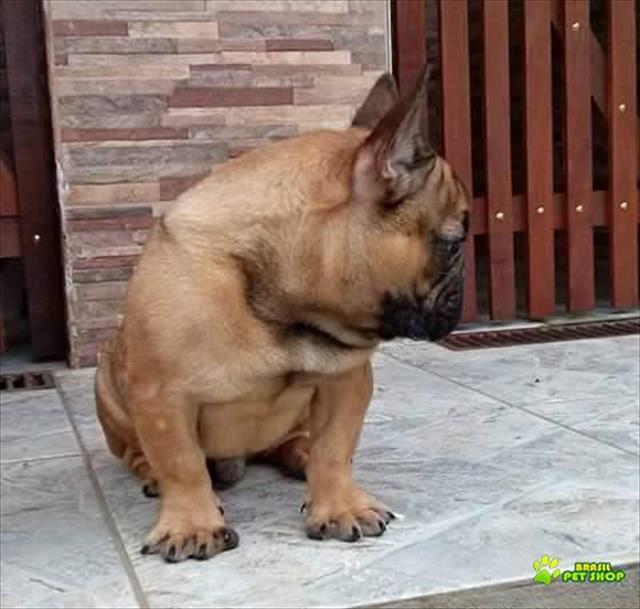 Excelente Macho Jovem