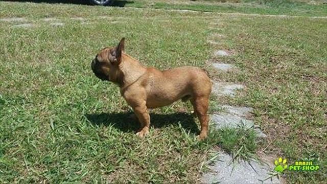 Excelente Macho Jovem