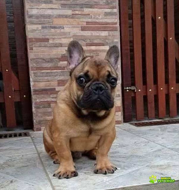 Excelente Macho Jovem