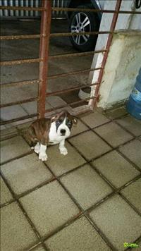 Filhote De Boxer Tigrada Fêmea 