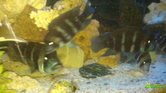 Colônia De Frontosas