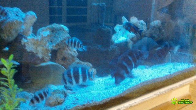 Colônia De Frontosas