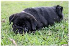 Canil Especializado Em Bulldog Francês E Pug Marque Hoje Mesmo