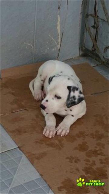 Vendo Filhote De Dalmata 