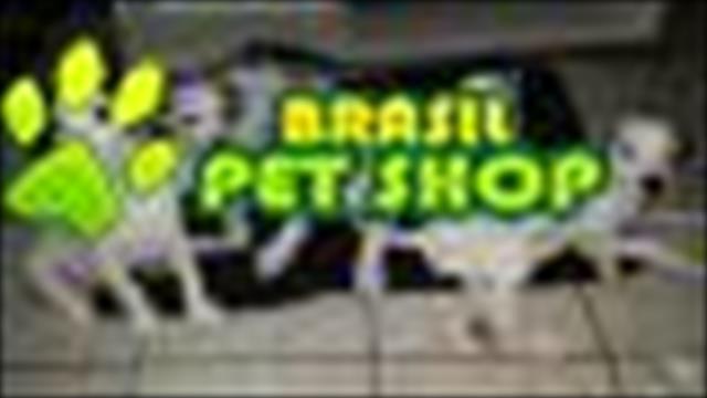 Vendo Filhote De Dalmata 