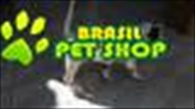 Vendo Filhote De Dalmata 