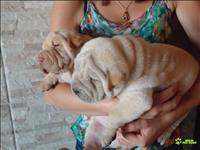 Filhotes De Sharpei