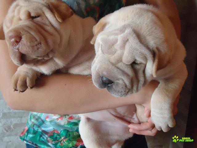 Filhotes De Sharpei