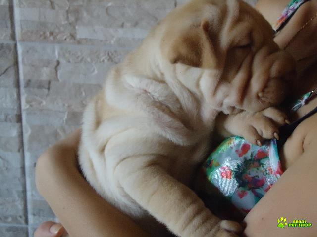 Filhotes De Sharpei