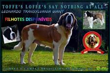 Filhotes De São Bernardo.