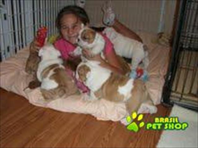 Filhotes Bulldog Inglês Para Livre