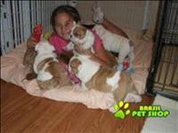 Filhotes Bulldog Inglês Para Livre