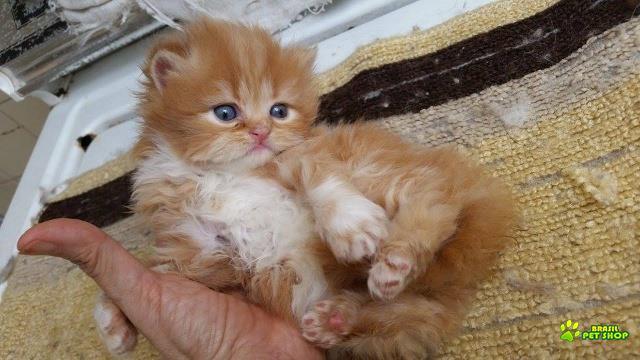 Vendo Filhotes De Gato Persa