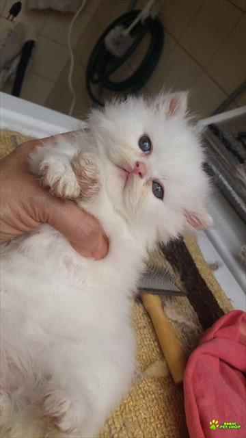 Vendo Filhotes De Gato Persa