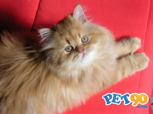 Vendo Filhotes De Gato Persa