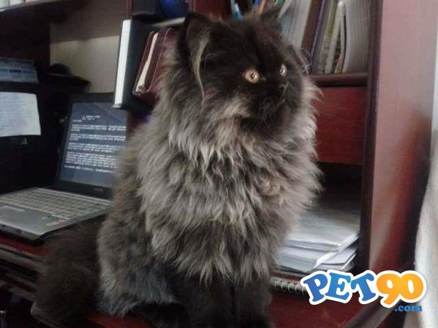 Vendo Filhotes De Gato Persa