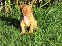 Venda De Dogue De Bordeax