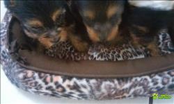 Lindos Machinhos Yorki Azul Aco