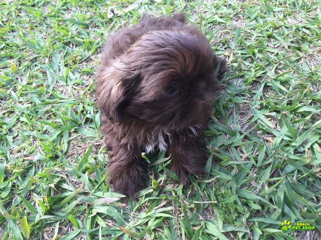Filhotes De Shih Tzu Com Pedigree Cbkc Em 10 X Sem Juros 