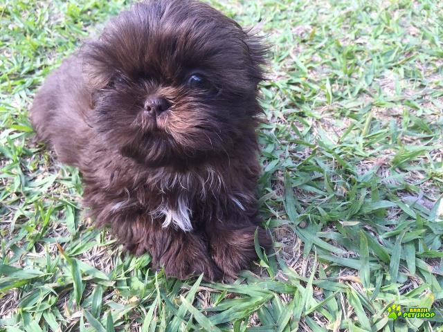 Filhotes De Shih Tzu Com Pedigree Cbkc Em 10 X Sem Juros 
