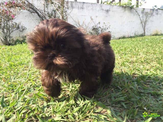 Filhotes De Shih Tzu Com Pedigree Cbkc Em 10 X Sem Juros 