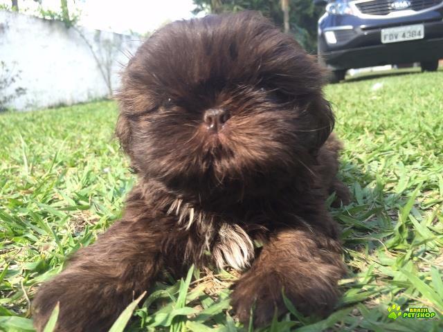 Filhotes De Shih Tzu Com Pedigree Cbkc Em 10 X Sem Juros 