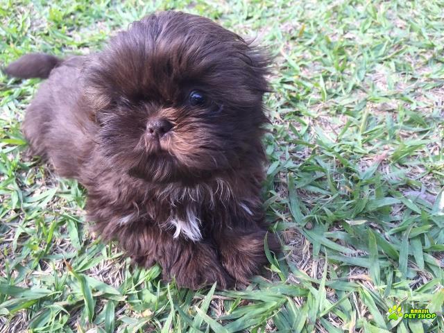 Filhotes De Shih Tzu Com Pedigree Cbkc Em 10 X Sem Juros 