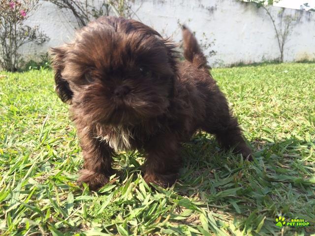 Filhotes De Shih Tzu Com Pedigree Cbkc Em 10 X Sem Juros 