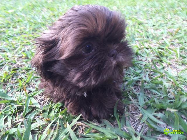 Filhotes De Shih Tzu Com Pedigree Cbkc Em 10 X Sem Juros 
