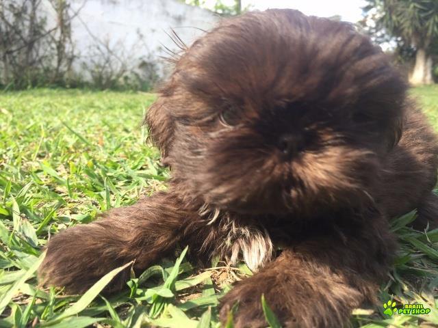 Filhotes De Shih Tzu Com Pedigree Cbkc Em 10 X Sem Juros 