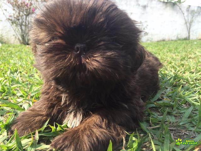 Filhotes De Shih Tzu Com Pedigree Cbkc Em 10 X Sem Juros 