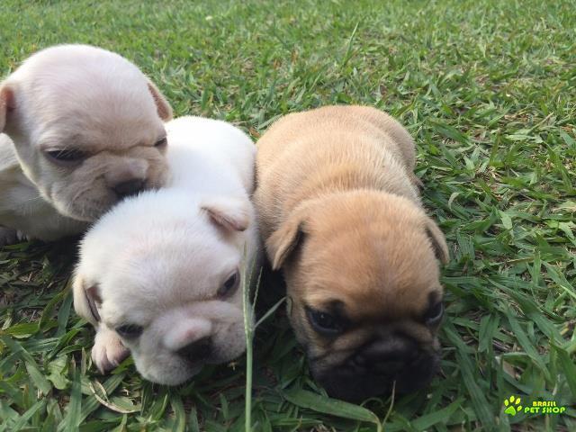 Filhotes De Bulldog Francês Com Pedigree Cbkc Em 10 X Sem Juros 