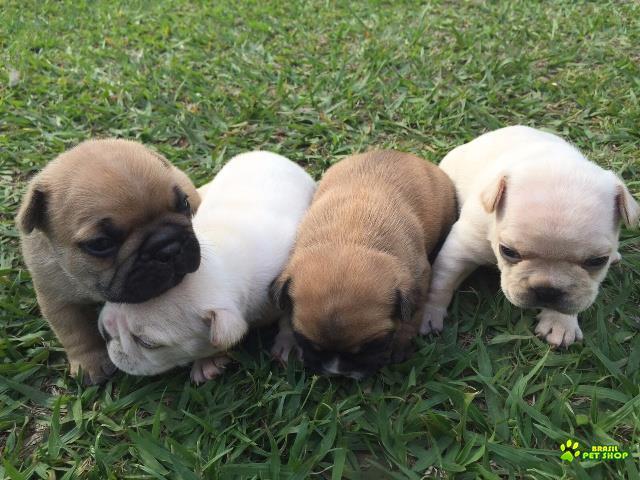 Filhotes De Bulldog Francês Com Pedigree Cbkc Em 10 X Sem Juros 