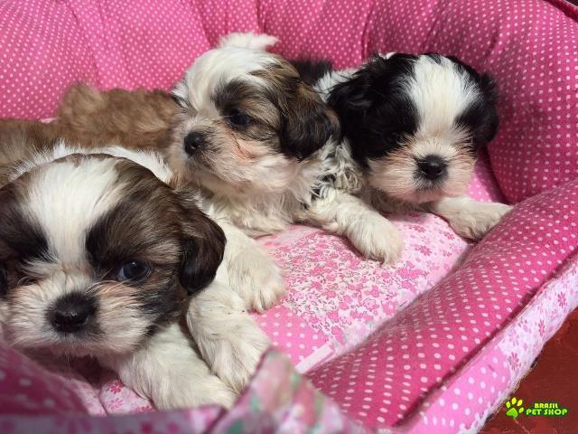 Filhotes De Shih Tzu Com Pedigree Cbkc Em 10 X Sem Juros 