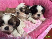 Filhotes De Shih Tzu Com Pedigree Cbkc Em 10 X Sem Juros 