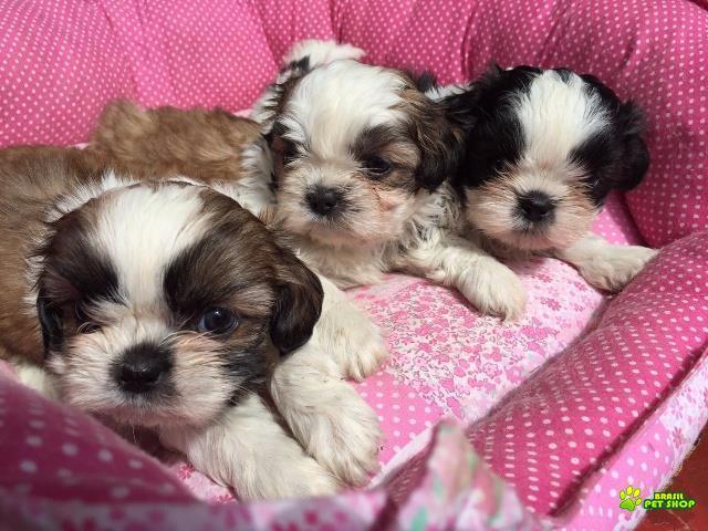 Filhotes De Shih Tzu Com Pedigree Cbkc Em 10 X Sem Juros 