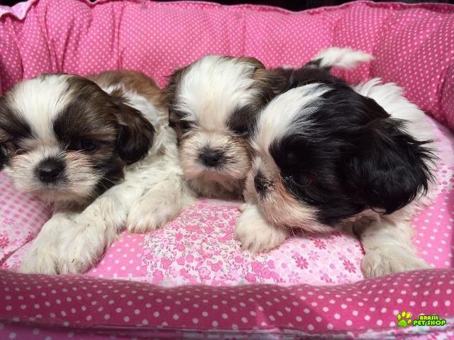 Filhotes De Shih Tzu Com Pedigree Cbkc Em 10 X Sem Juros 