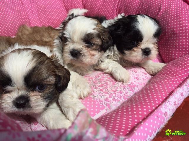 Filhotes De Shih Tzu Com Pedigree Cbkc Em 10 X Sem Juros 