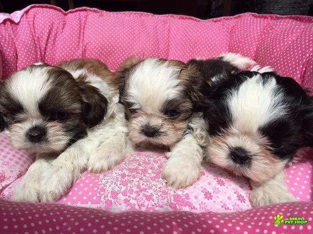 Filhotes De Shih Tzu Com Pedigree Cbkc Em 10 X Sem Juros 