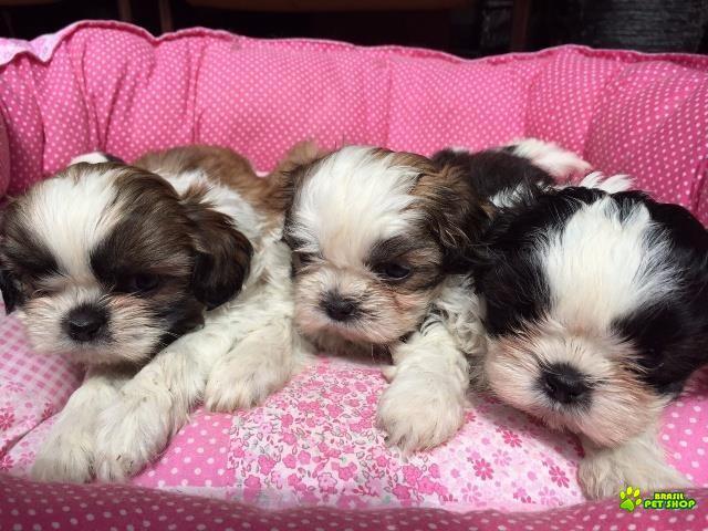 Filhotes De Shih Tzu Com Pedigree Cbkc Em 10 X Sem Juros 