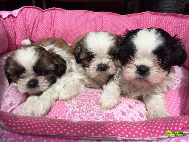 Filhotes De Shih Tzu Com Pedigree Cbkc Em 10 X Sem Juros 