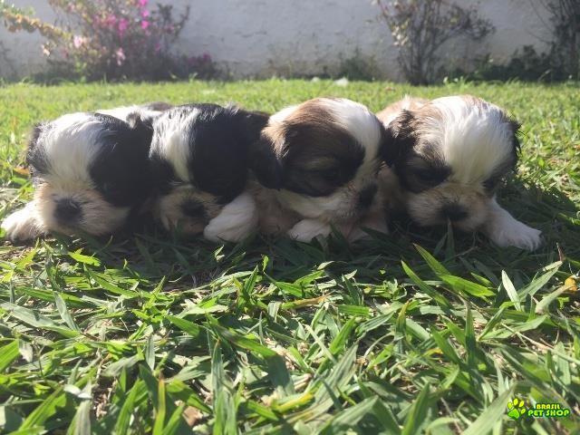 Filhotes De Shih Tzu Com Pedigree Cbkc Em 10 X Sem Juros 