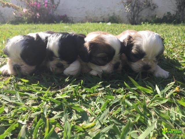 Filhotes De Shih Tzu Com Pedigree Cbkc Em 10 X Sem Juros 