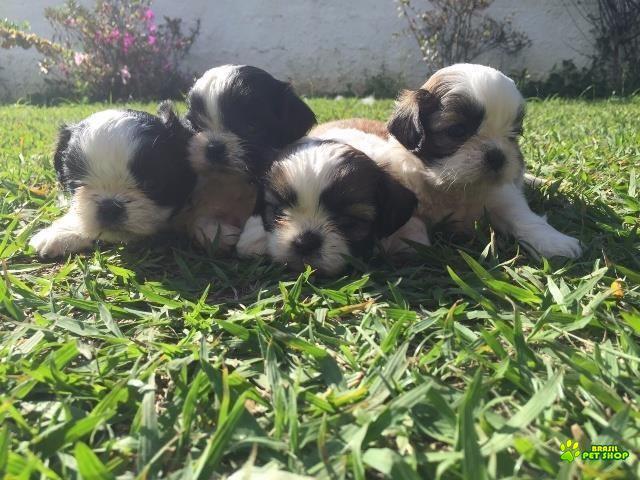 Filhotes De Shih Tzu Com Pedigree Cbkc Em 10 X Sem Juros 