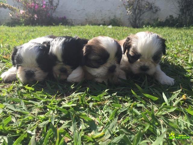 Filhotes De Shih Tzu Com Pedigree Cbkc Em 10 X Sem Juros 