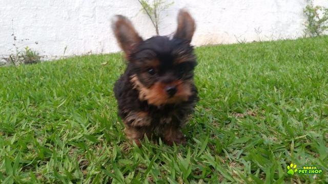 Filhotes Yorkshire Terrier Com Pedigree Cbkc Em 10x Sem Juros