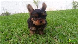 Filhotes Yorkshire Terrier Com Pedigree Cbkc Em 10x Sem Juros