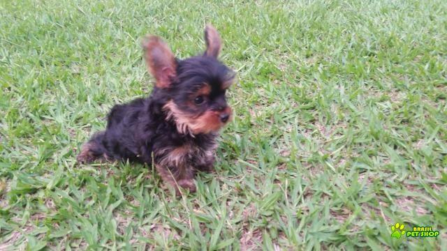 Filhotes Yorkshire Terrier Com Pedigree Cbkc Em 10x Sem Juros